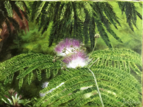 ferns