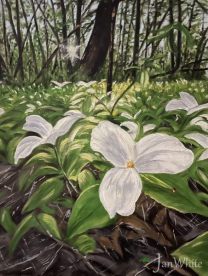 lady_bug_trillium-e1782866497240