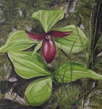 red_trillium-e1782866287403
