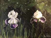 spring_iris