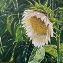 sunflower-e1783047018319
