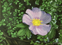 wild_rose