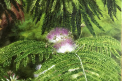 ferns