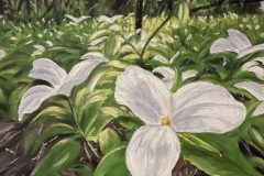 lady_bug_trillium-e1782866497240