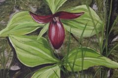 red_trillium-e1782866287403