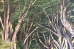 the_dark_hedges-scaled-e1782695652995