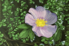 wild_rose